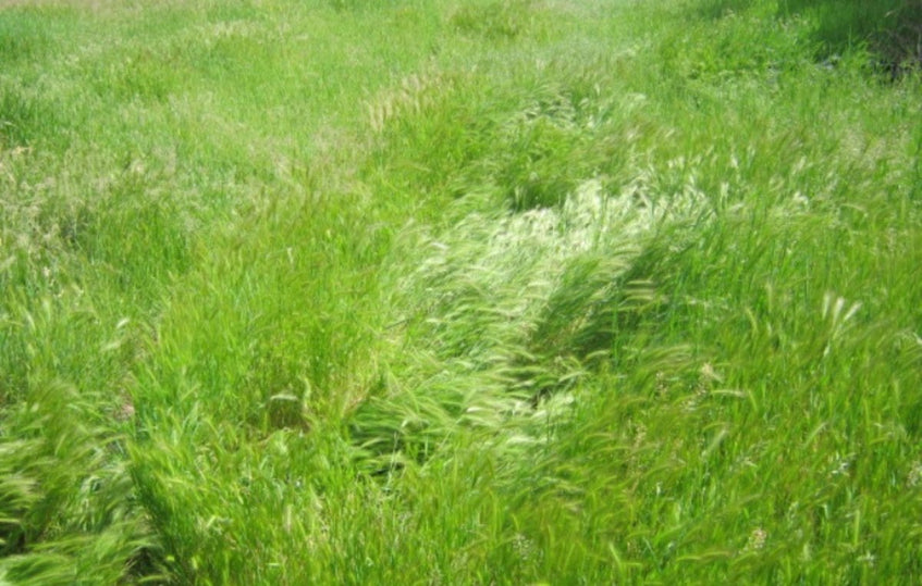 Arborétumhoz közeli telek eladó!